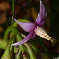 Ardisia willisii Mez